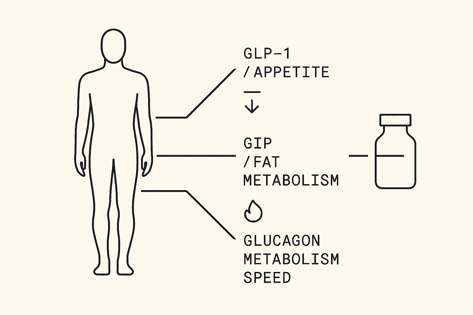 Peptide mechanism illustration